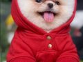 Pomeranian bo yavrularım 