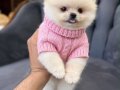 Teacup Pomeranian boo