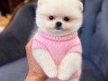 Teacup Pomeranian boo