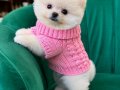 Teacup Pomeranian boo