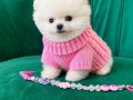 Teacup Pomeranian boo