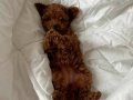 Teacup korean poodle 
