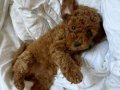 Teacup korean poodle 