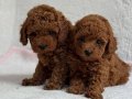 Teacup korean poodle 