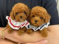 Teacup korean poodle 