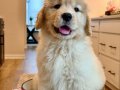 Golden babyface 