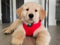 Golden babyface 
