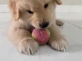 Golden babyface 
