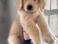 Golden babyface 