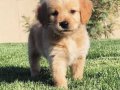 Golden babyface 