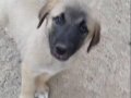 Son 1 adet 2 ay 3 günlük yavru iç diş parazitleri yapıldi . 