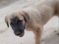 Son 1 adet 2 ay 3 günlük yavru iç diş parazitleri yapıldi . 