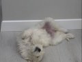 3 Aylık Aşıları Tam Enerjik ve İnsan Canlısı Maltipoo Bebek