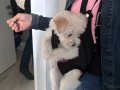 3 Aylık Aşıları Tam Enerjik ve İnsan Canlısı Maltipoo Bebek
