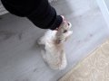 3 Aylık Aşıları Tam Enerjik ve İnsan Canlısı Maltipoo Bebek