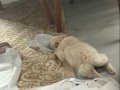 3 Aylık Aşıları Tam Enerjik ve İnsan Canlısı Maltipoo Bebek