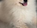 Beyaz Pomeranian Boo Teddy 