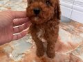 Minik Ayıcık Surat Toy Poodle yavrumuz