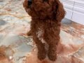 Minik Ayıcık Surat Toy Poodle yavrumuz