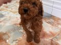 Minik Ayıcık Surat Toy Poodle yavrumuz