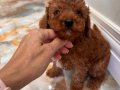 Minik Ayıcık Surat Toy Poodle yavrumuz
