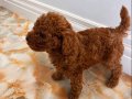 Minik Ayıcık Surat Toy Poodle yavrumuz