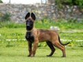 FCI/KIF Şecereli Şampiyon kan hattı Malinois yavrular 