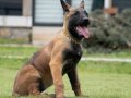 FCI/KIF Şecereli Şampiyon kan hattı Malinois yavrular 