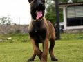 FCI/KIF Şecereli Şampiyon kan hattı Malinois yavrular 