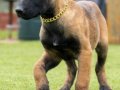 FCI/KIF Şecereli Şampiyon kan hattı Malinois yavrular 