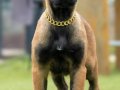 FCI/KIF Şecereli Şampiyon kan hattı Malinois yavrular 