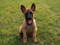 FCI/KIF A Şecere Working Malinois Yavrular