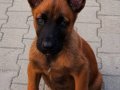 FCI/KIF A Şecere Working Malinois Yavrular
