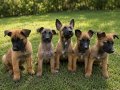 FCI/KIF A Şecere Working Malinois Yavrular