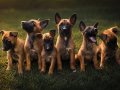 FCI/KIF A Şecere Working Malinois Yavrular