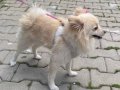 9 Aylık Dişi Pomeranian Boo
