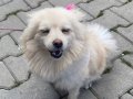 9 Aylık Dişi Pomeranian Boo