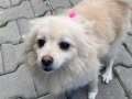 9 Aylık Dişi Pomeranian Boo