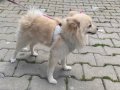 9 Aylık Dişi Pomeranian Boo