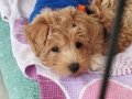 Maltipoo 4 Aylık Bebek