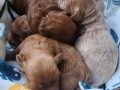 20 günlük bebeler annesi maltipoo babası toy-podlle