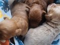 20 günlük bebeler annesi maltipoo babası toy-podlle