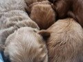 20 günlük bebeler annesi maltipoo babası toy-podlle