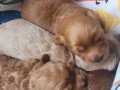 20 günlük bebeler annesi maltipoo babası toy-podlle