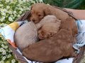 Annesi Maltipoo Babası Toy Poodle