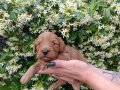 Annesi Maltipoo Babası Toy Poodle