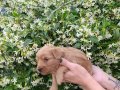 Annesi Maltipoo Babası Toy Poodle