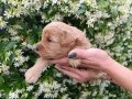 Annesi Maltipoo Babası Toy Poodle
