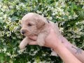 Annesi Maltipoo Babası Toy Poodle