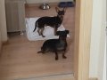 Kardeş Pinscher